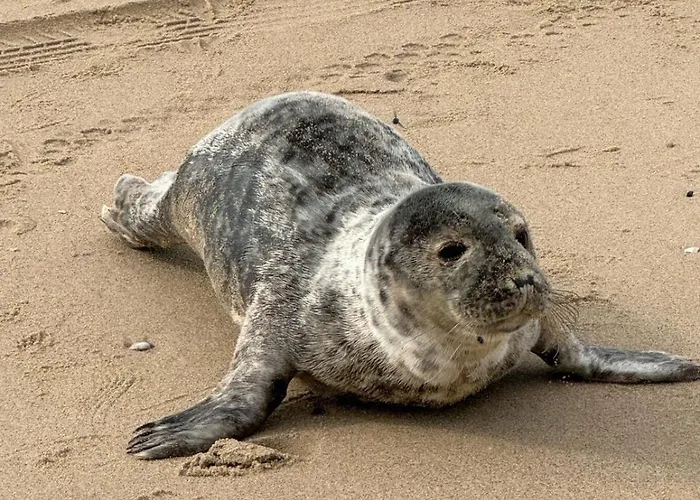 Strandvilla Meerzeit Casa vacanze