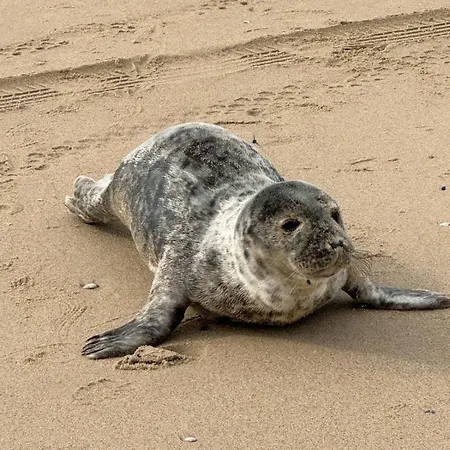 Strandvilla Meerzeit 別荘